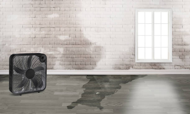 Best Fire Damage Restoration  in Monroeville, OH